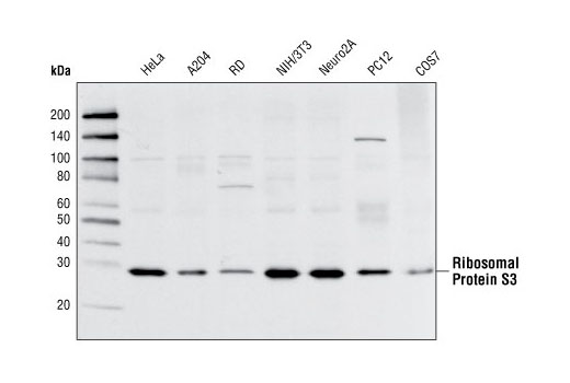 Western Blotting Image 1: Ribosomal Protein S3 Antibody
