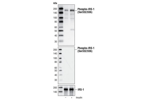 Western Blotting Image 1: Phospho-IRS-1 (Ser332/336) Antibody