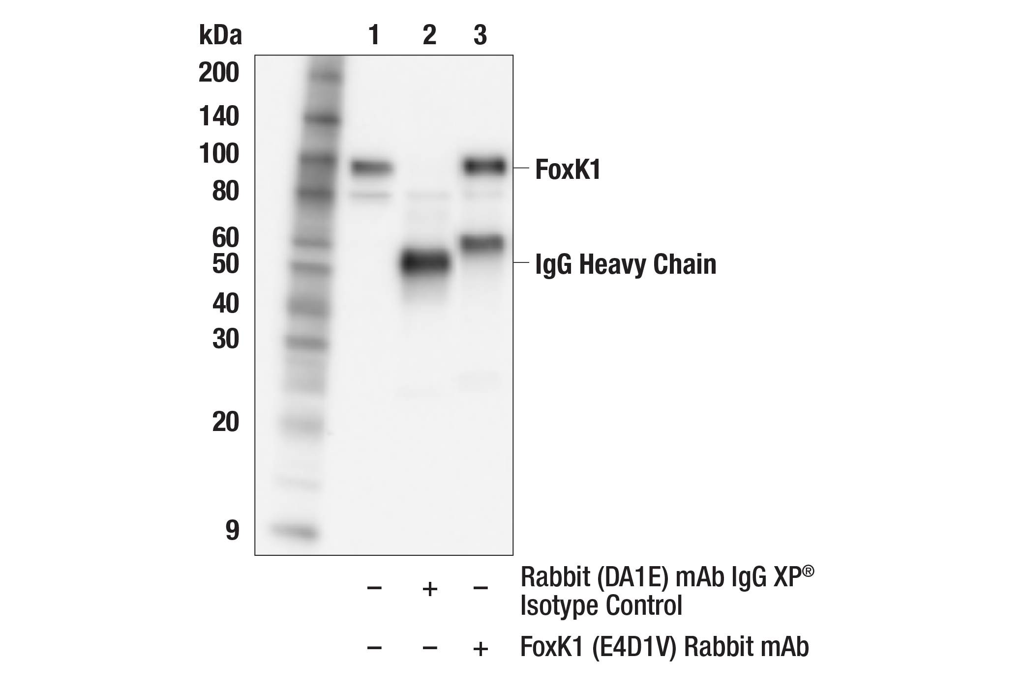 Immunoprecipitation Image 1: FoxK1 (E4D1V) Rabbit mAb