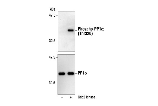 Western Blotting Image 1: Phospho-PP1α (Thr320) Antibody