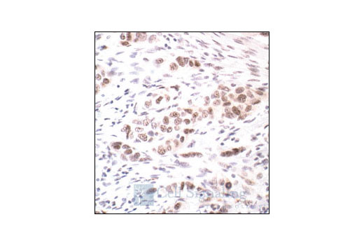 Immunohistochemistry Image 1: Phospho-PP1α (Thr320) Antibody