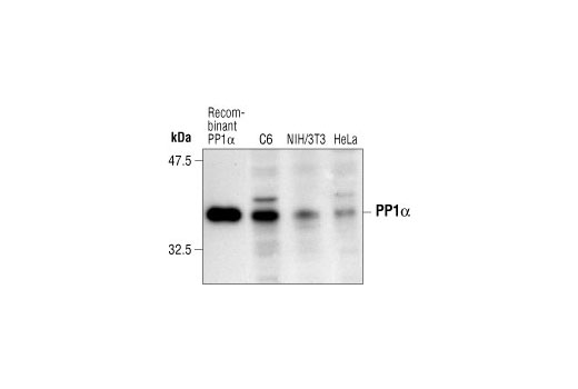 Western Blotting Image 1: PP1α Antibody