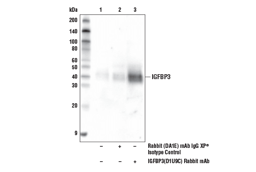 Immunoprecipitation Image 1: IGFBP3 (D1U9C) Rabbit mAb