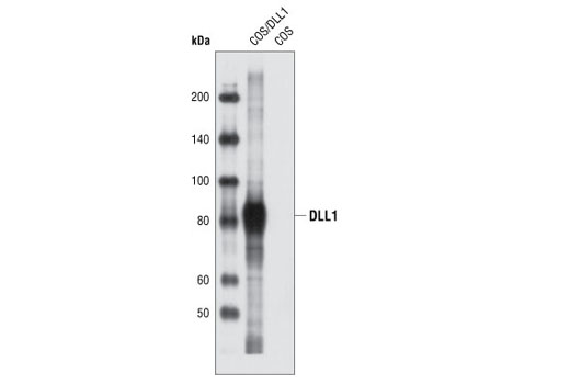 Western Blotting Image 1: DLL1 Antibody