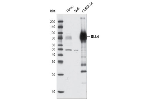 Western Blotting Image 1: DLL4 Antibody