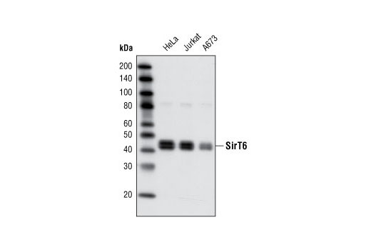 Western Blotting Image 1: SirT6 Antibody