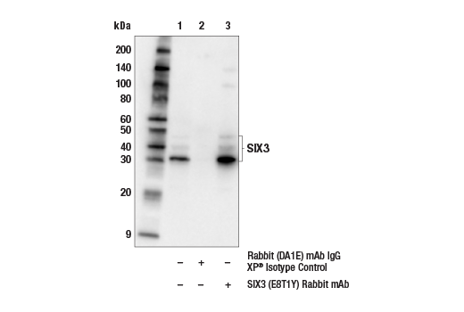 Immunoprecipitation Image 1: SIX3 (E8T1Y) Rabbit mAb