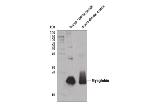 Western Blotting Image 1: Myoglobin (D2F5X) Rabbit mAb