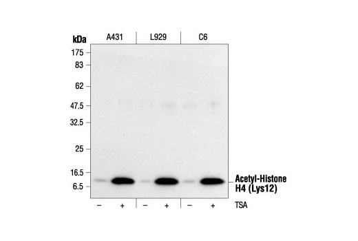 Western Blotting Image 1: Acetyl-Histone H4 (Lys12) Antibody