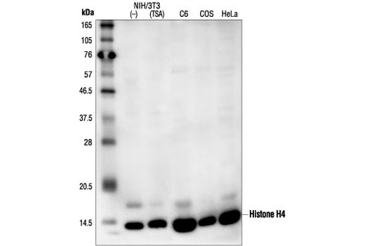 Western Blotting Image 1: Histone H4 Antibody