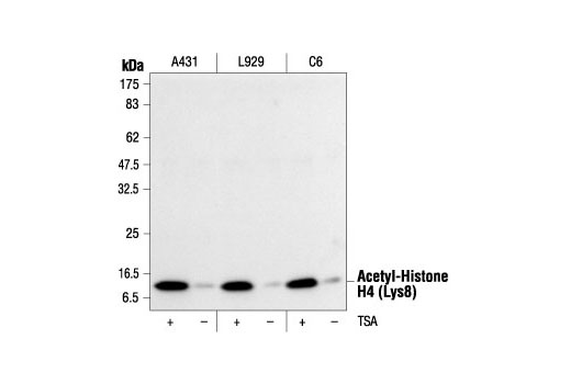 Western Blotting Image 1: Acetyl-Histone H4 (Lys8) Antibody