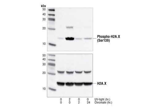 Western Blotting Image 1: Histone H2A.X Antibody