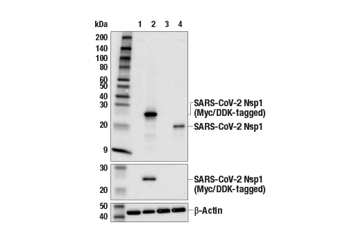 Western Blotting Image 1: SARS-CoV-2 Nsp1 (E3P2T) Rabbit mAb