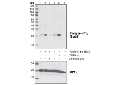 Western Blotting Image 1: Phospho-HP1γ (Ser83) Antibody