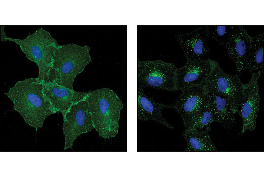 Immunofluorescence Image 1: EGF Receptor (D38B1) XP® Rabbit mAb (BSA and Azide Free)