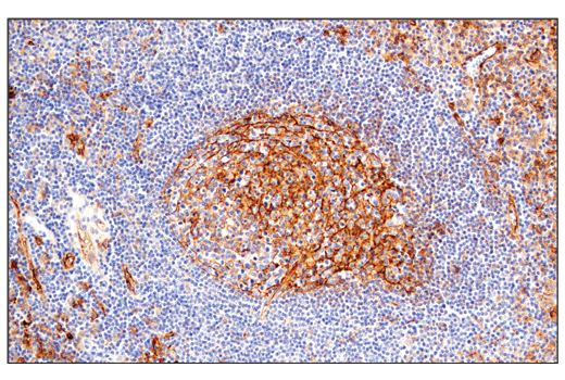 Immunohistochemistry Image 8: CD54/ICAM-1 (E3Q9N) XP® Rabbit mAb (BSA and Azide Free)