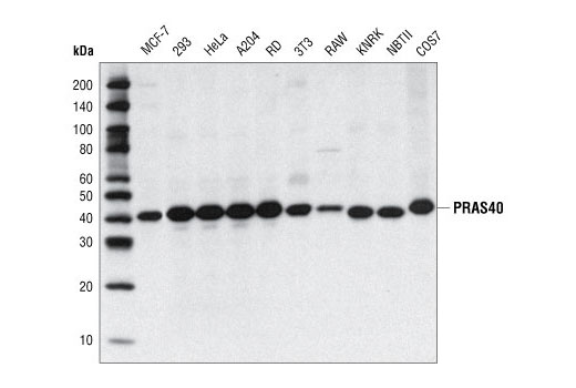 Western Blotting Image 1: PRAS40 Antibody