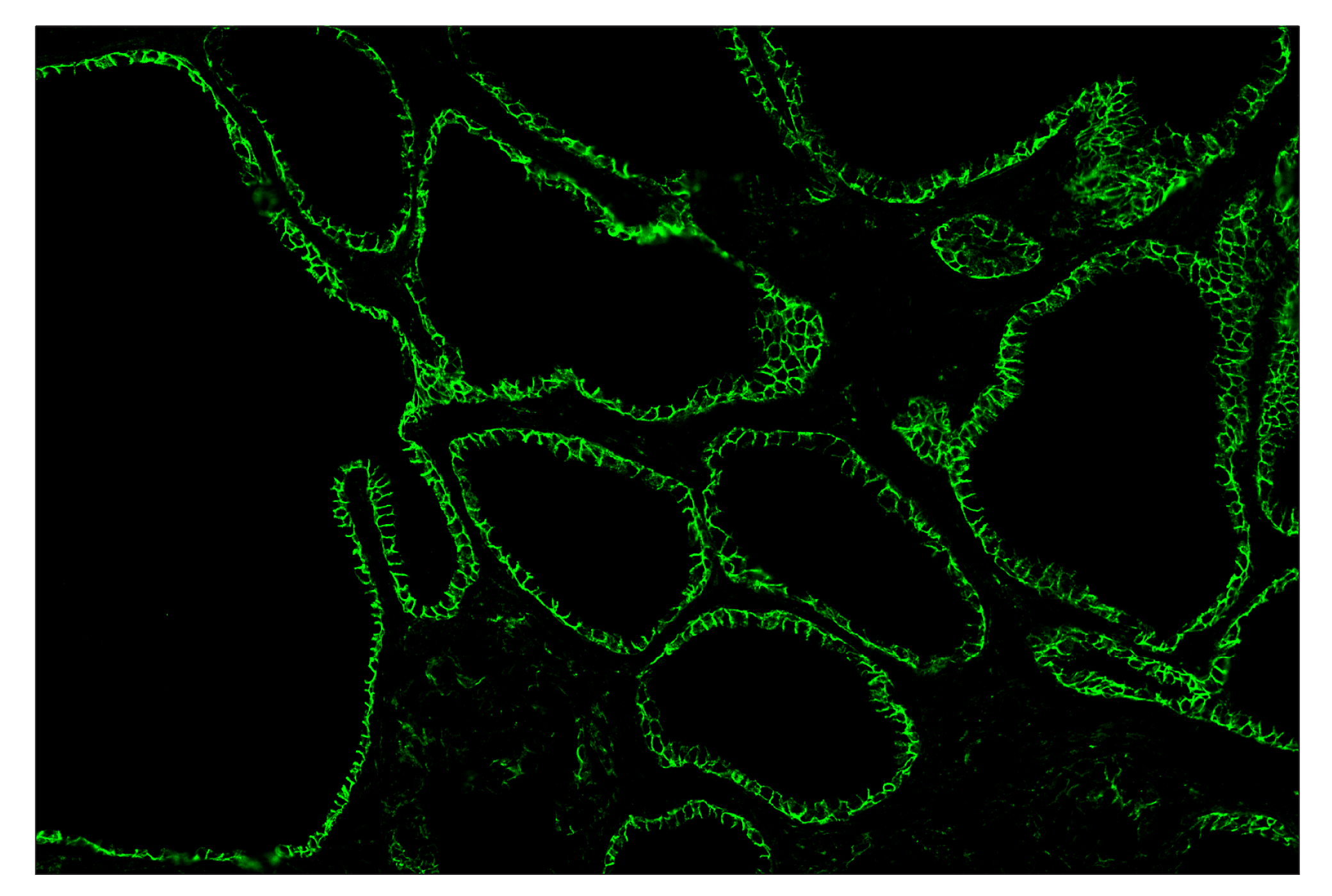Immunohistochemistry Image 2: Na,K-ATPase α1 (D4Y7E) & CO-0079-488 SignalStar™ Oligo-Antibody Pair