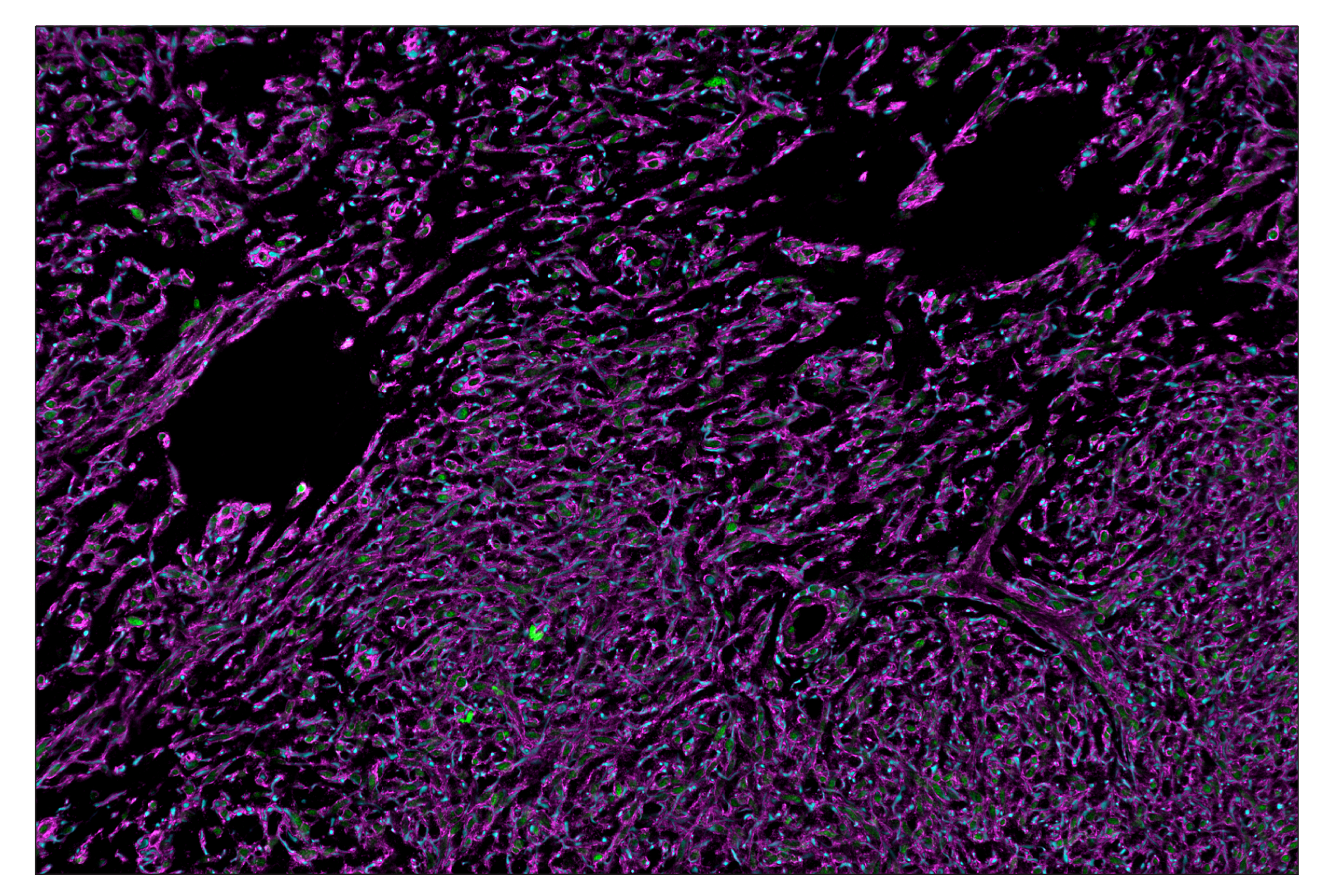 Immunohistochemistry Image 1: Na,K-ATPase α1 (D4Y7E) & CO-0079-488 SignalStar™ Oligo-Antibody Pair