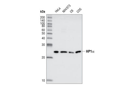 Western Blotting Image 1: HP1α Antibody