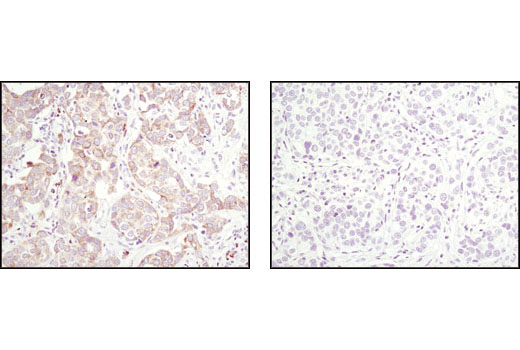 Immunohistochemistry Image 5: Bim (C34C5) Rabbit mAb (BSA and Azide Free)