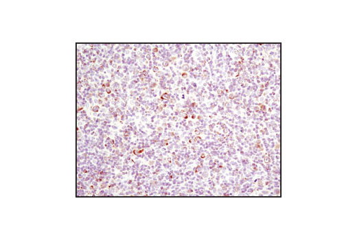 Immunohistochemistry Image 4: Bim (C34C5) Rabbit mAb (BSA and Azide Free)
