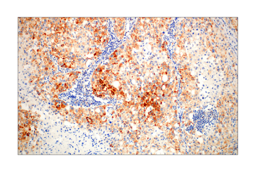 Immunohistochemistry Image 2: Bim (C34C5) Rabbit mAb (BSA and Azide Free)