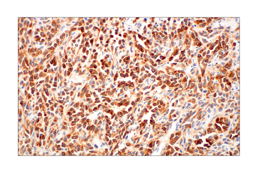 Immunohistochemistry Image 6: Bim (C34C5) Rabbit mAb (BSA and Azide Free)
