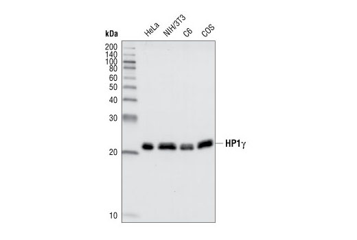 Western Blotting Image 1: HP1γ Antibody