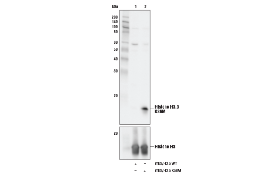 Western Blotting Image 1: Histone H3 (K36M Mutant Specific) Antibody