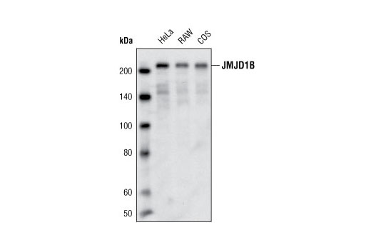 Western Blotting Image 1: JMJD1B/JHDM2B Antibody