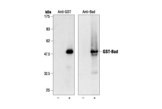 Western Blotting Image 1: GST-Tag Antibody