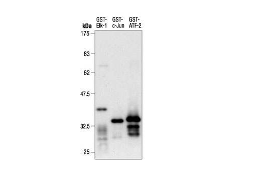 Western Blotting Image 2: GST-Tag Antibody
