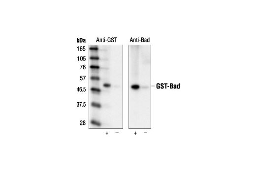 Western Blotting Image 1: GST-Tag (26H1) Mouse mAb