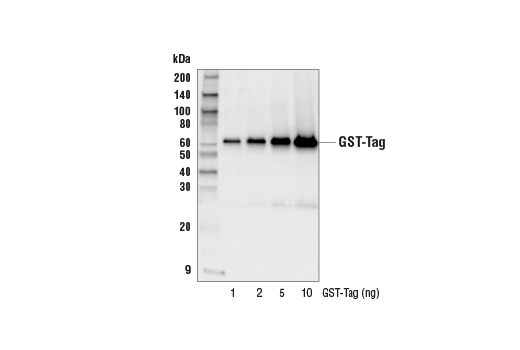 Western Blotting Image 2: GST-Tag (26H1) Mouse mAb