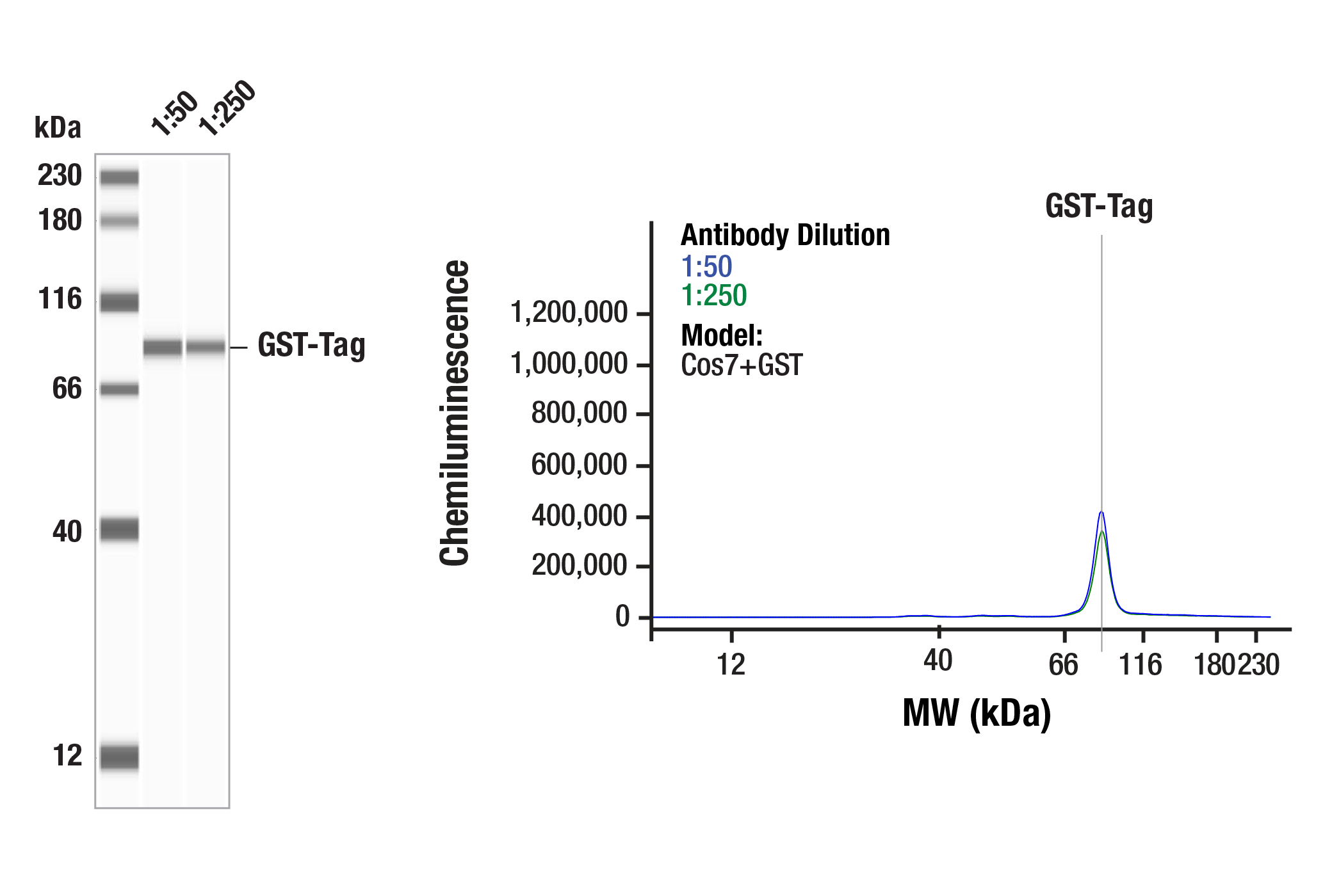 Western Blotting Image 3: GST-Tag (26H1) Mouse mAb