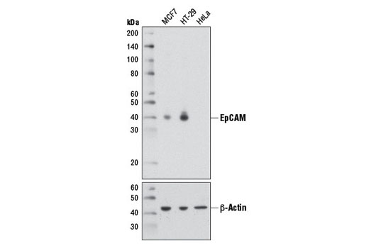  Image 8: Exosomal Marker Antibody Sampler Kit