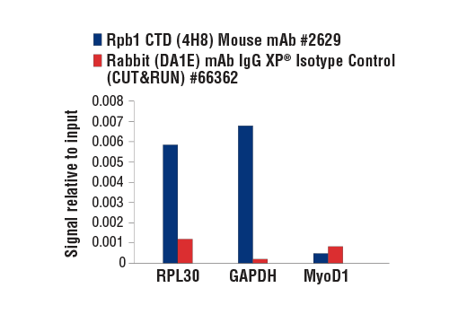 CUT and RUN Image 3: Rpb1 CTD (4H8) Mouse mAb
