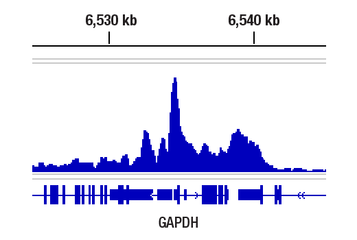 Chromatin Immunoprecipitation Image 1: Rpb1 CTD (4H8) Mouse mAb