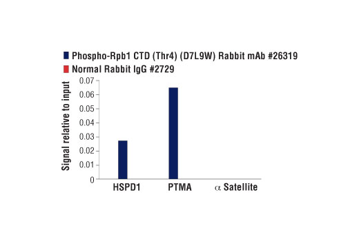 Chromatin Immunoprecipitation Image 1: Phospho-Rpb1 CTD (Thr4) (D7L9W) Rabbit mAb
