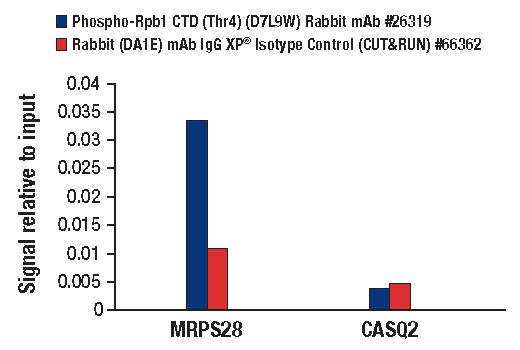 CUT and RUN Image 3: Phospho-Rpb1 CTD (Thr4) (D7L9W) Rabbit mAb