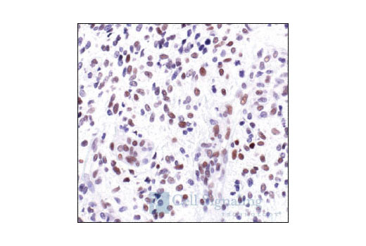 Immunohistochemistry Image 3: c-Jun (60A8) Rabbit mAb (BSA and Azide Free)