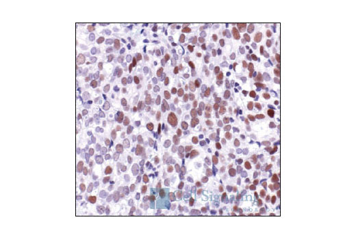 Immunohistochemistry Image 2: c-Jun (60A8) Rabbit mAb (BSA and Azide Free)