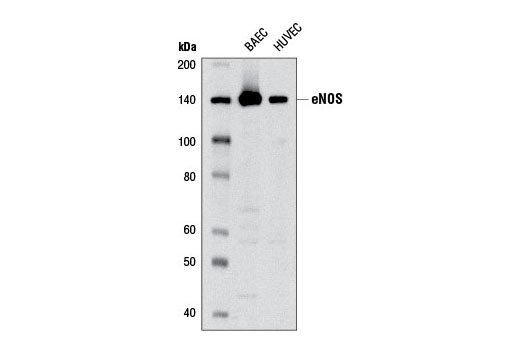 Western Blotting Image 1: eNOS (6H2) Mouse mAb (BSA and Azide Free)