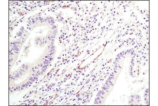 Immunohistochemistry Image 1: eNOS (6H2) Mouse mAb (BSA and Azide Free)