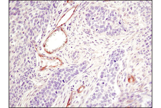 Immunohistochemistry Image 2: eNOS (6H2) Mouse mAb (BSA and Azide Free)