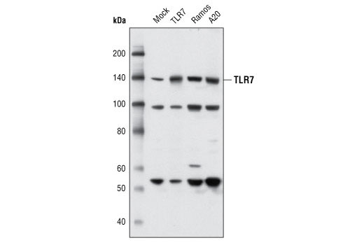 Western Blotting Image 1: Toll-like Receptor 7 Antibody