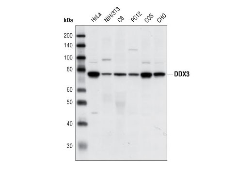 Western Blotting Image 1: DDX3 Antibody