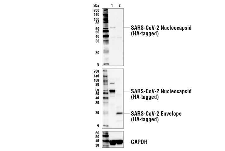 Western Blotting Image 2: SARS-CoV-2 Nucleocapsid Protein (HL344) Rabbit mAb
