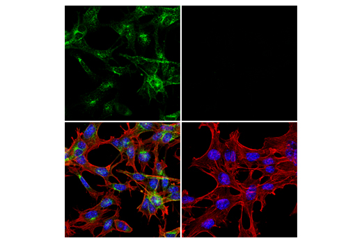 Immunofluorescence Image 1: LRP1 (E2Q7S) Rabbit mAb